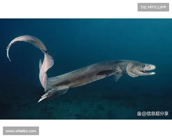 冰鳞蓝鱼的十大生态奥秘揭秘 了解这神秘物种如何在深海中生存与繁衍 冰鳞蓝鱼的十大生态奥秘揭秘 了解这神秘物种如何在深海中生存与繁衍